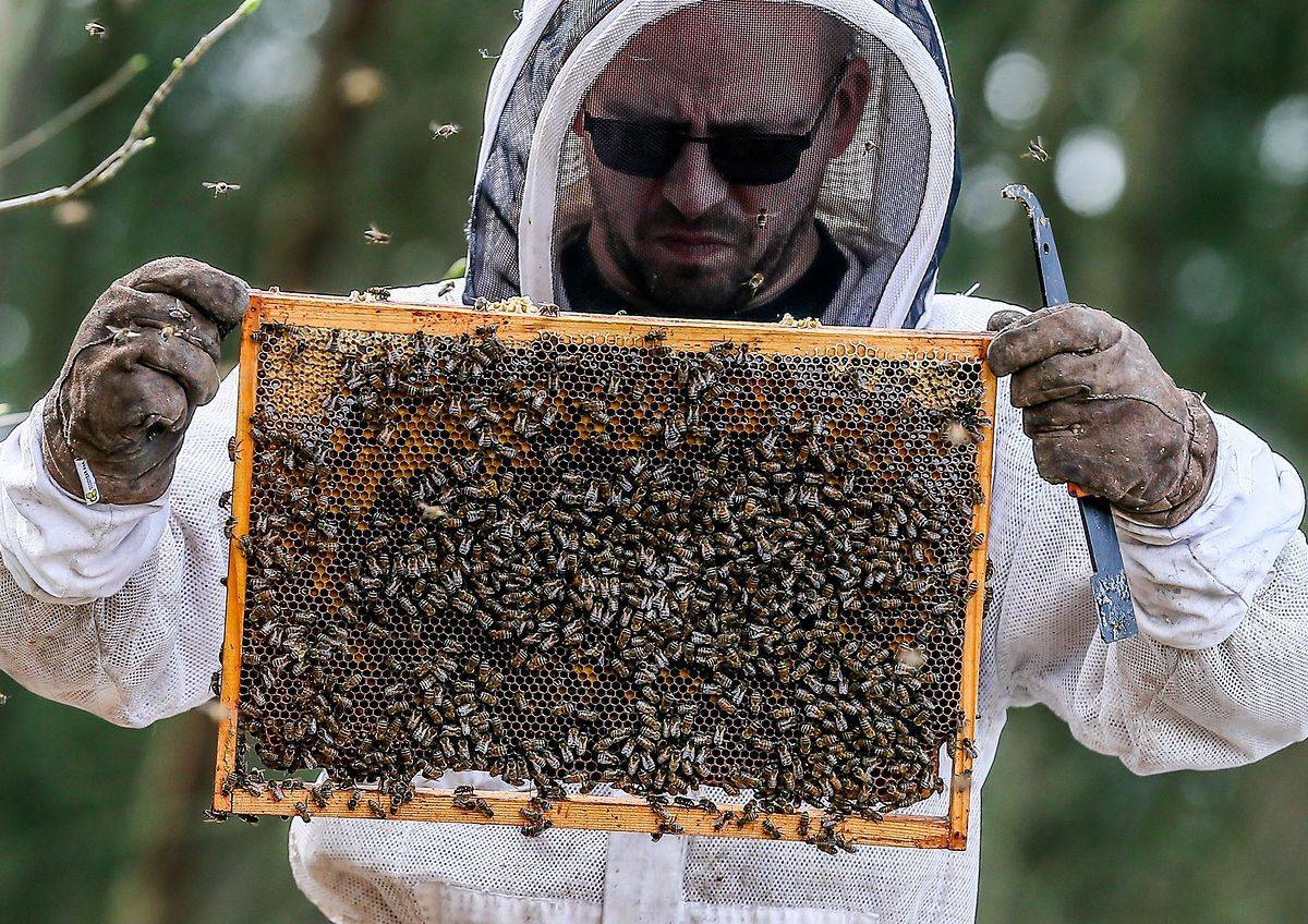 Всё о диких пчелах: внешний вид, виды и обитание