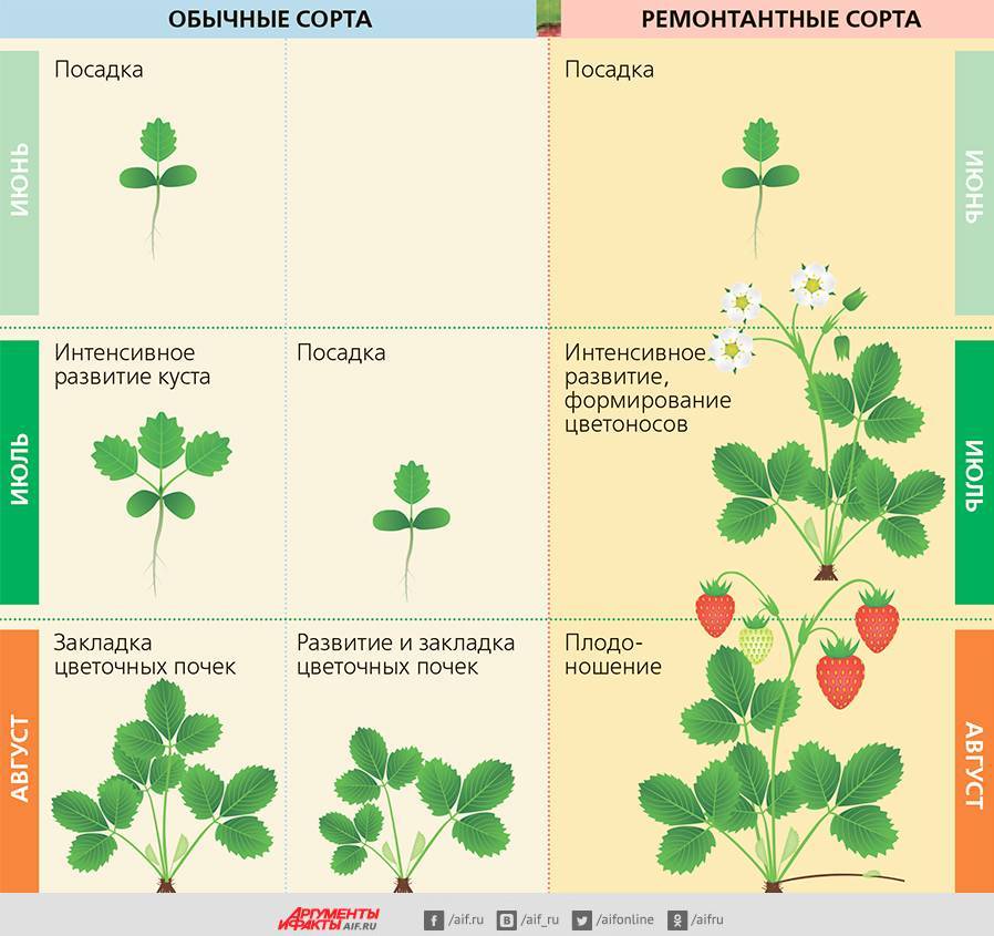 Бизнес план по выращиванию клубники на открытом грунте