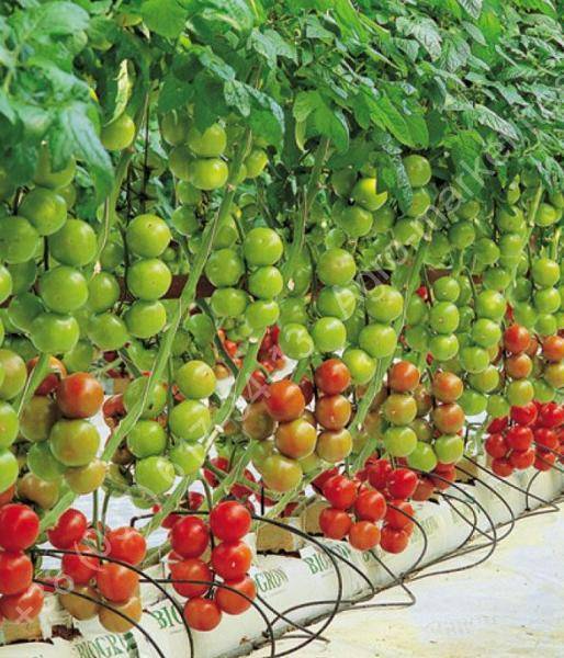 Помидоры на гидропонике: технология выращивания, лучшие сорта и удобрения