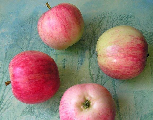 Сорт яблок башкирский красавец????: описание сорта, характеристики, фото, отзывы
