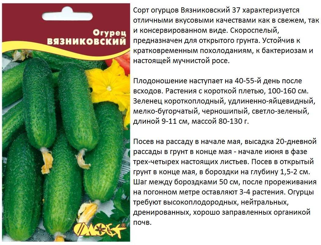 Сорта огурцов, устойчивых к мучнистой росе: 35 лучших с описанием и фото
