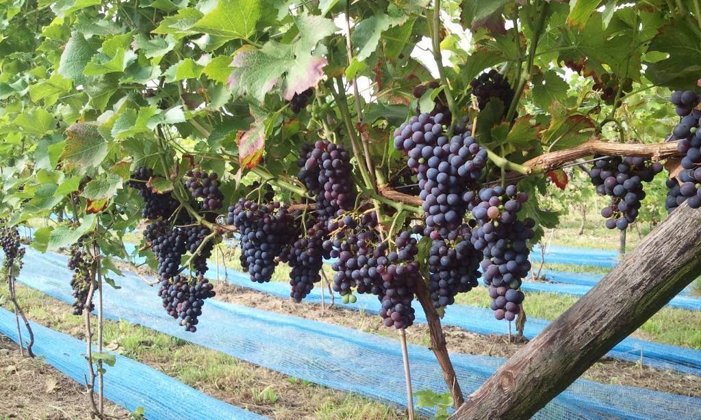 Описание, отзывы и особенности выращивания сорта винограда каталония