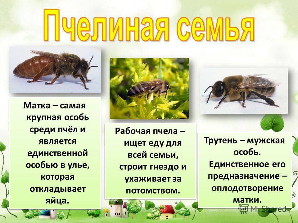 Годичный цикл жизни пчелиной семьи