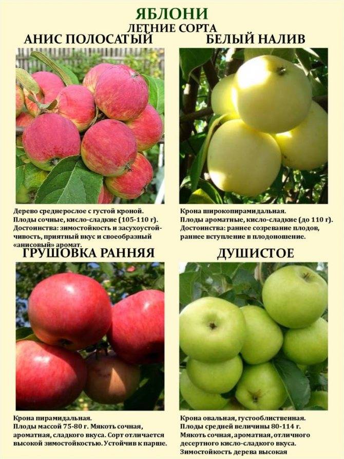Яблоня антоновка: подробное описание старинного сорта, правила выращивания для хорошего урожая