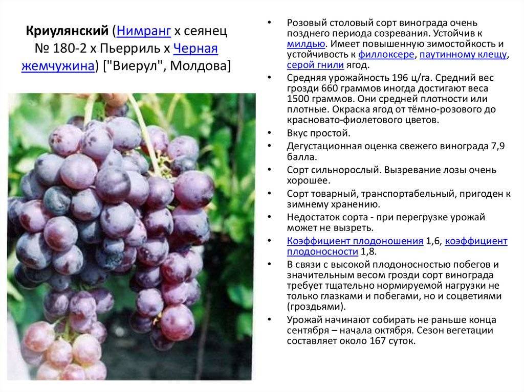 Характеристика винограда красень