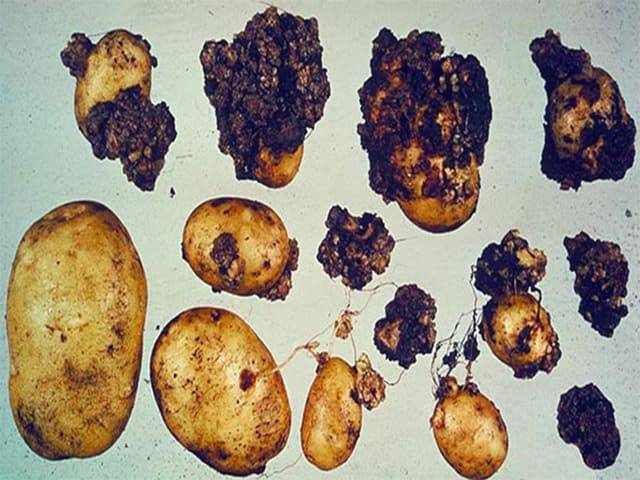 Болезни картофеля и борьба с ними