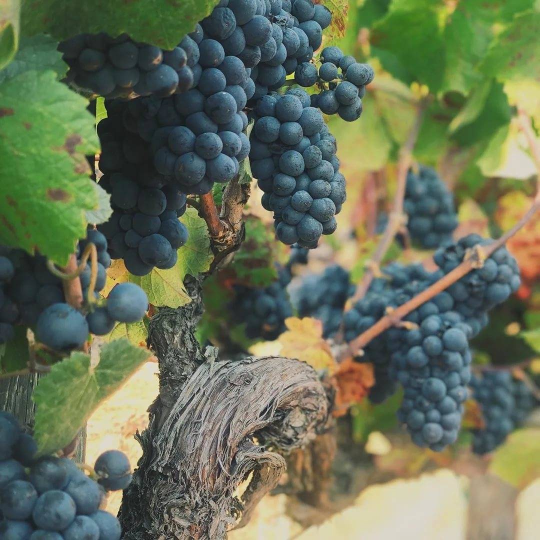Описание и особенности винограда сорта Пино Нуар, посадка и уход
