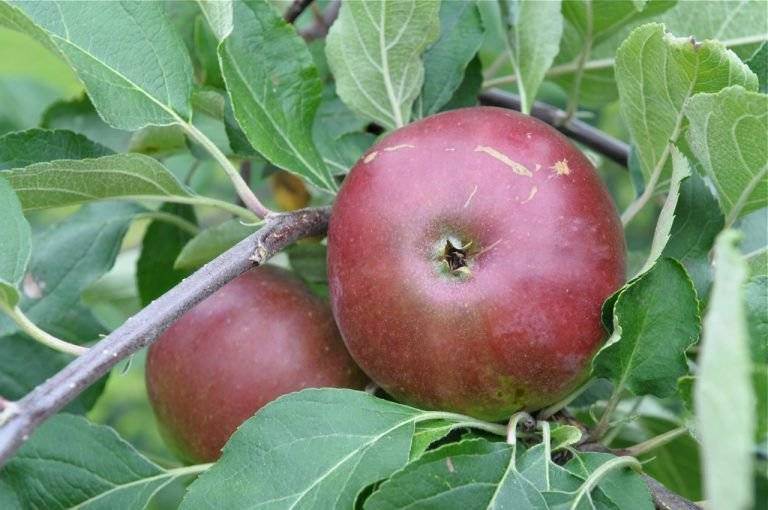 Как ухаживать за яблоней: весной, летом, осенью