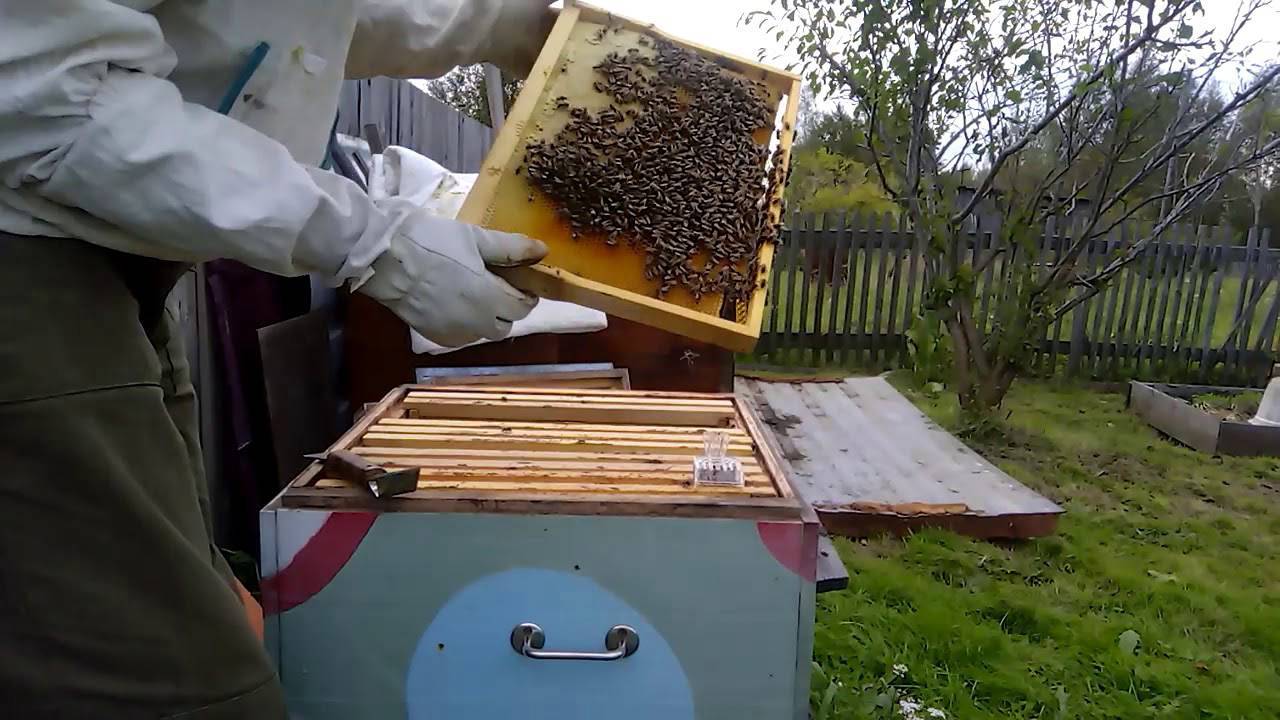 Осенние работы на пасеке: сентябрь, октябрь, ноябрь | пчелистика.ру