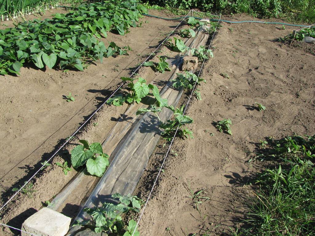 Как вырастить арбуз в теплице в подмосковье: подготовка семян и почвы, посадка и уход