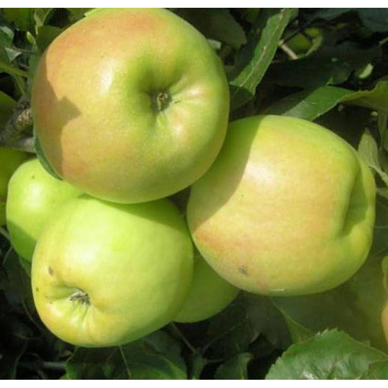 Описание яблони синап орловский, его характеристика и основные достоинства, урожайность и отзывы о выращивании