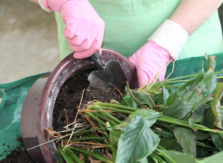 Циния: выращивание из семян, посадка и уход в открытом грунте