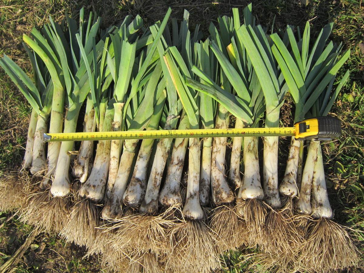 Особенности выращивания лука порея в открытом грунте из семян и рассады: фото, видео инструкция