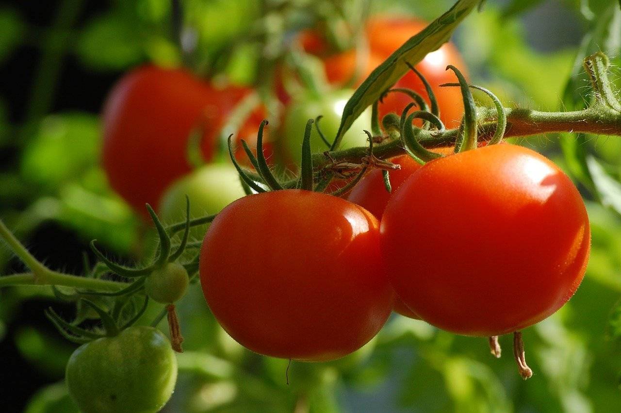 Лучшие сорта низкорослых томатов на 2022 год