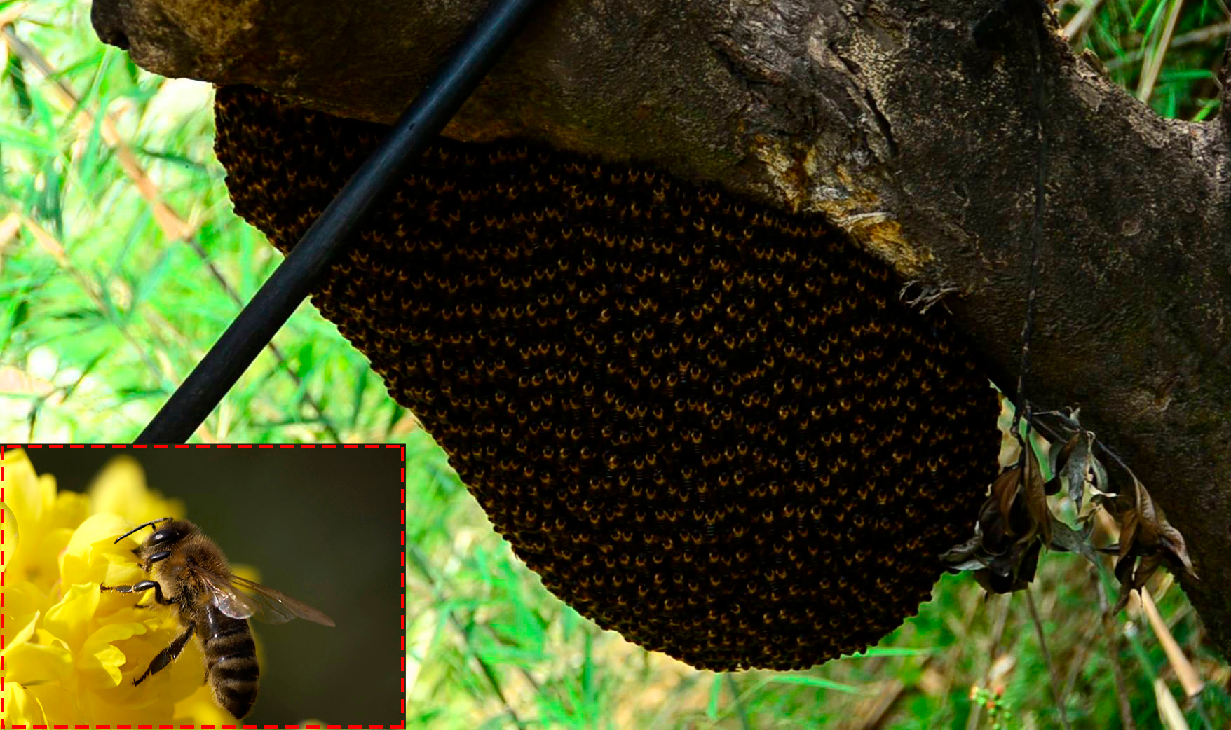 Пчеловодство: особенности организации пассики и ухода за пчелами | cельхозпортал
