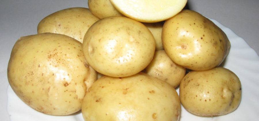 Картофель тимо (тимо ханкиян): описание сорта, фото, характеристика, отзывы