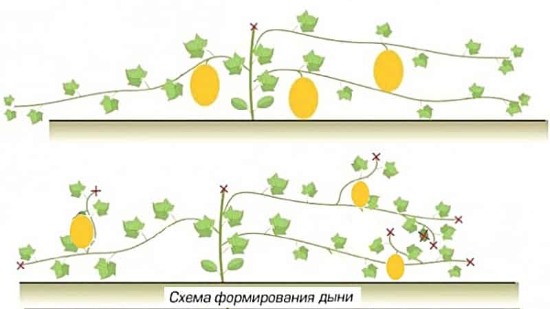 Схема прищипывания арбузов