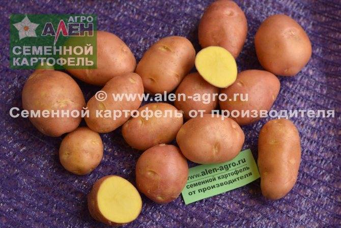 ᐉ сорт картофеля «молли» – описание и фото - roza-zanoza.ru