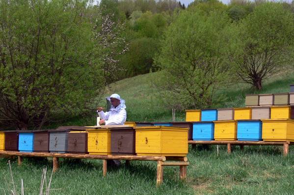 Размещение пасеки: ставим ульи в лесу и своем участке | пчеловодство | пчеловод.ком