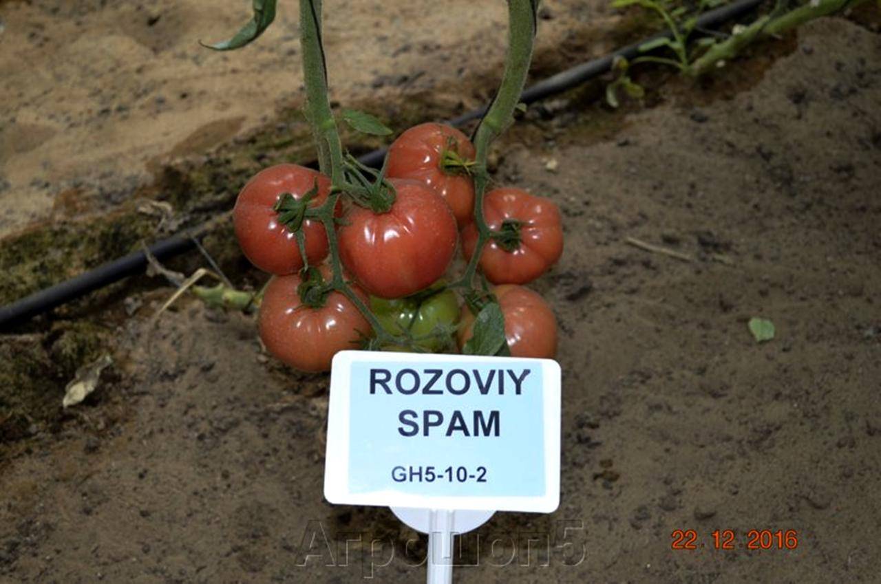 Томат розовый спам: отзывы, урожайность, характеристика и описание