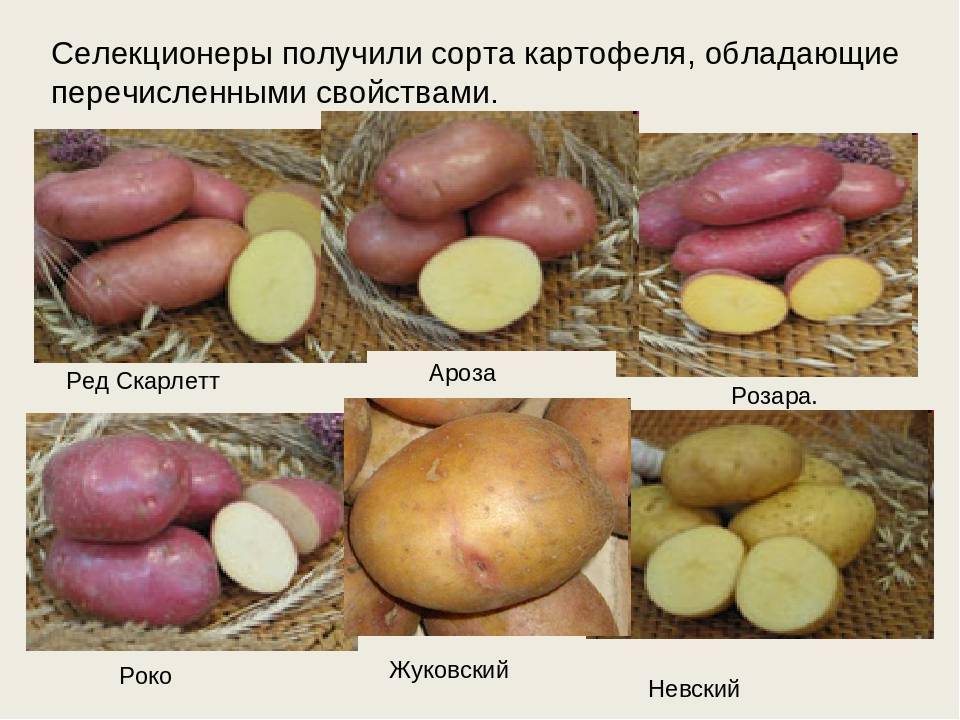 Картофель вектор: описание сорта, вкусовые качества, фото, отзывы