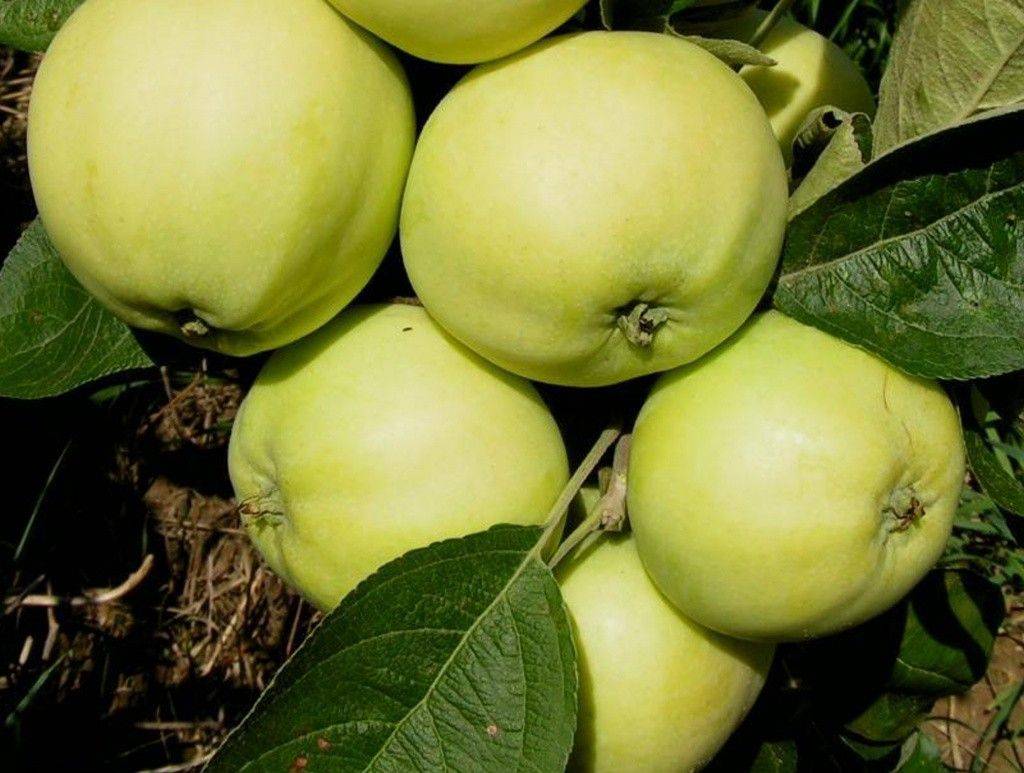 Описание сорта яблони папировка: фото яблок, важные характеристики, урожайность с дерева