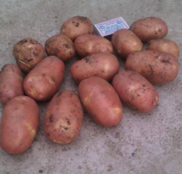 Сорт картофеля родриго: описание, характеристики, особенности выращивания – аграрий