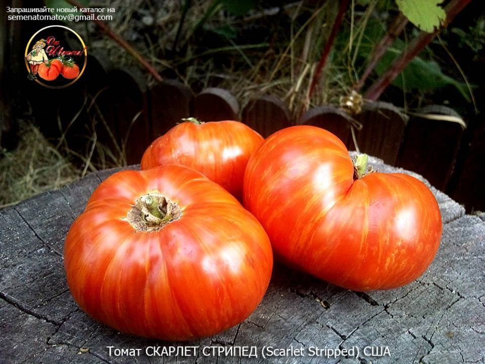 Описание сорта томата малахитовая шкатулка, особенности выращивания и ухода