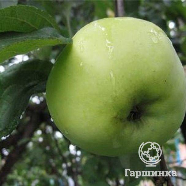 Сортовые особенности яблони славянка - petonly.ru