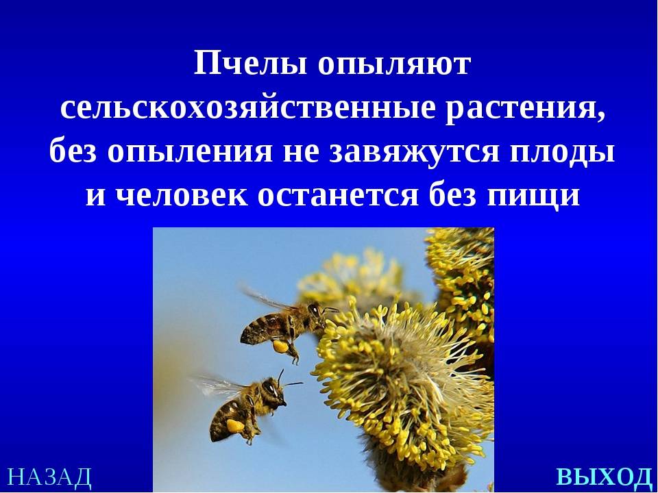 Какова роль пчел в опылении растений: как объяснить? какие цветки не могут опыляться пчелами?