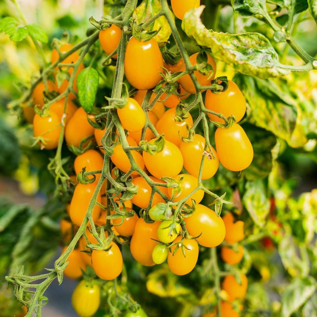 Томат гроздевые ильди: отзывы об урожайности помидоров черри, описание и характеристика сорта, фото куста