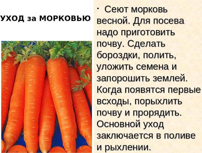Полив моркови в открытом грунте: как часто, правила, схемы