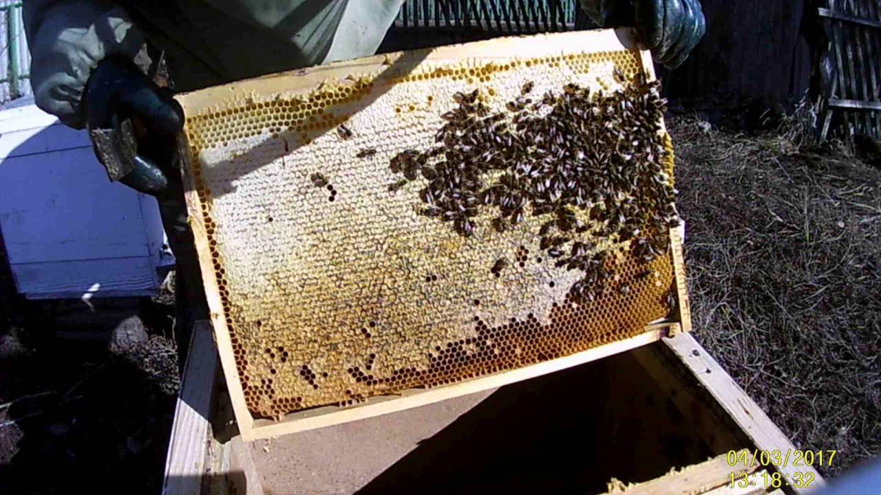 Процесс пересадки пчел из пчелопакета в улей