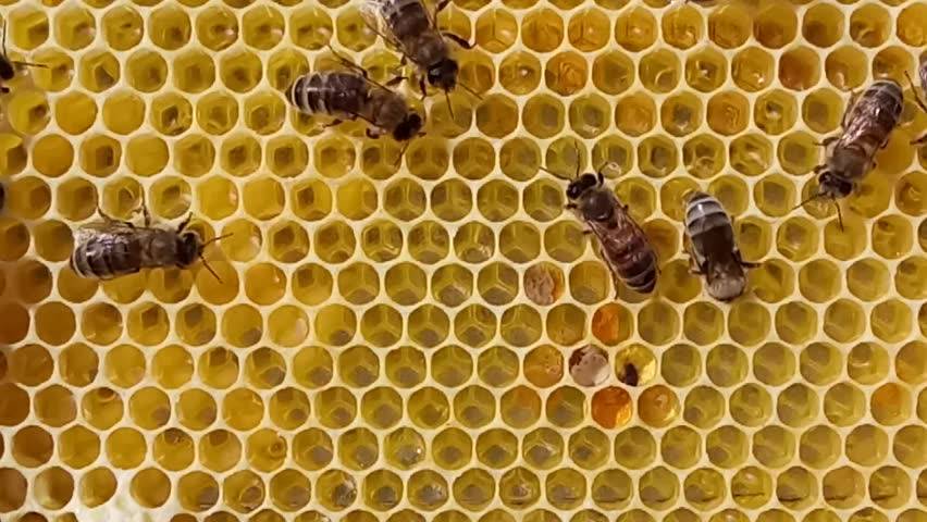 Биология пчелиной семьи справочная информация о пчелах, статьи