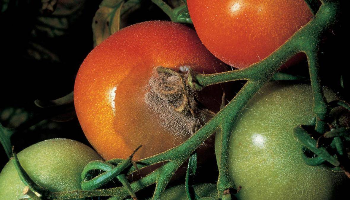 Болезни томатов: способы лечения, признаки, профилактика заболеваний, фото