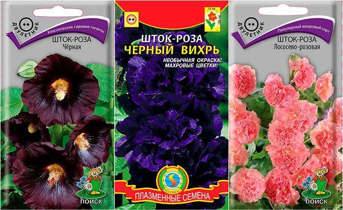Шток розы: выращивание из семян рассадой, посадка и уход - roza-i-fialka.ru