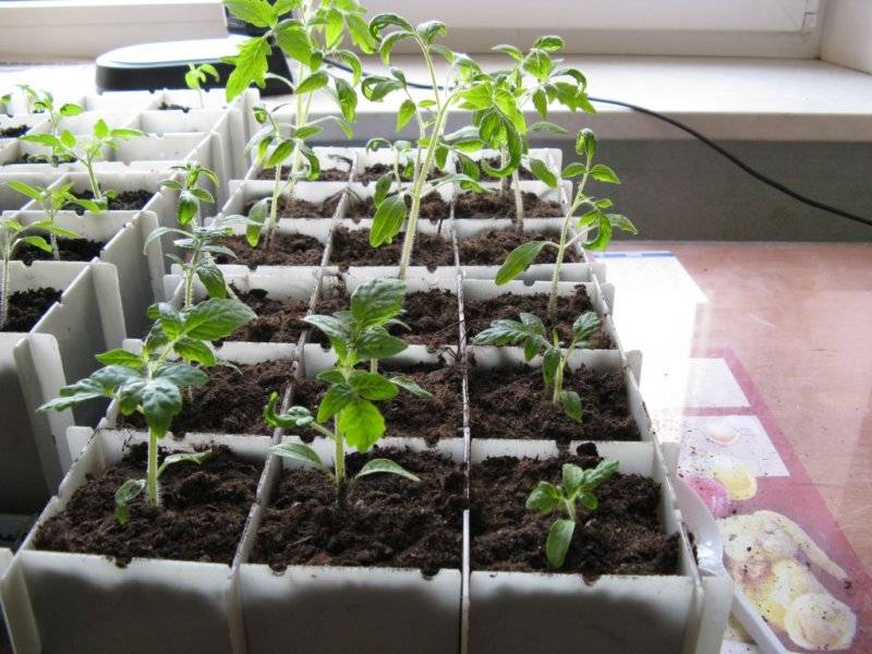 Сроки, когда сажать на рассаду помидоры для подмосковья и 2022 года лунный календарь посева