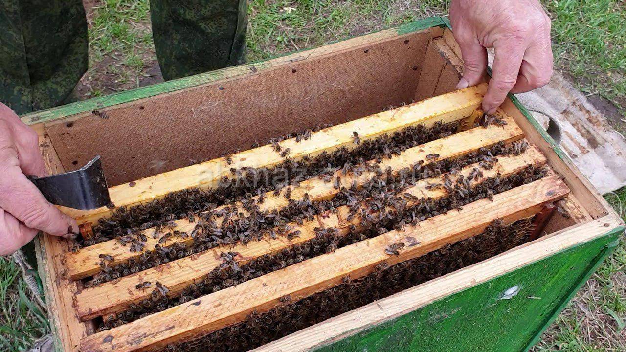 Как сделать отводок пчел