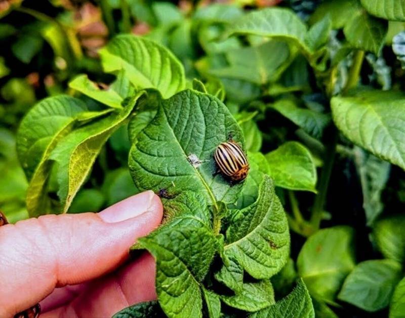 Колорадский жук: описание вредителя, 20 химических и народных средств для борьбы