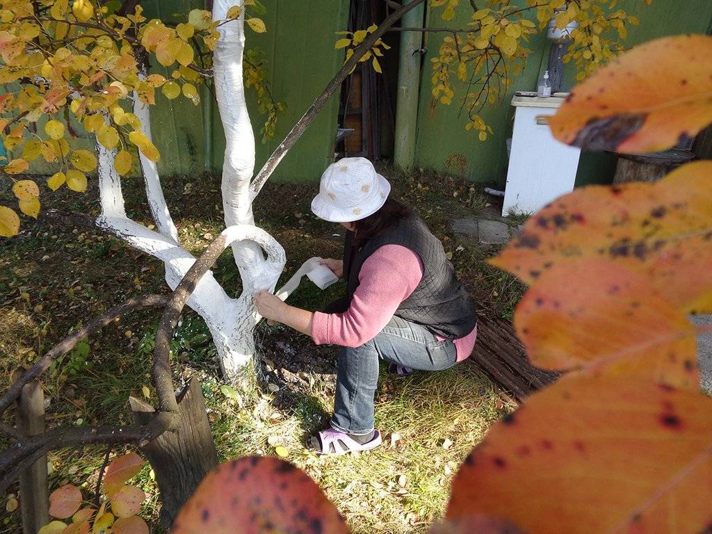 Покраска (побелка) деревьев осенью, дезинфекция ствола