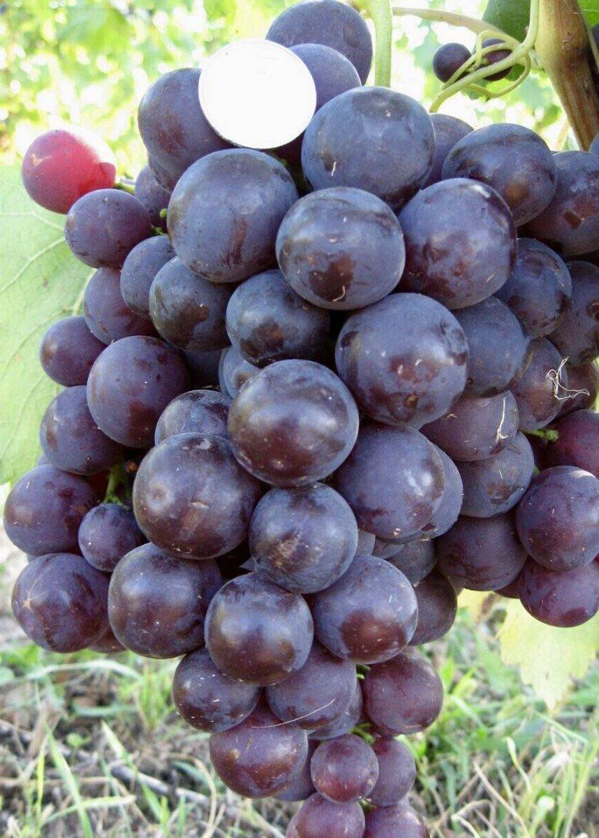 Виноград рошфор, описание сорта