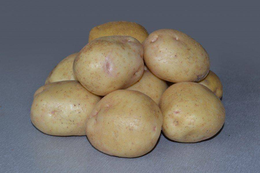 Описание и характеристика картофеля сорта Невский, правила посадки и ухода
