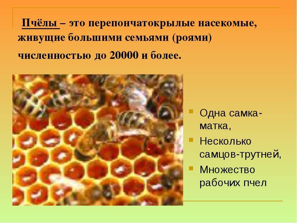 Описание пчел и их жизнедеятельности