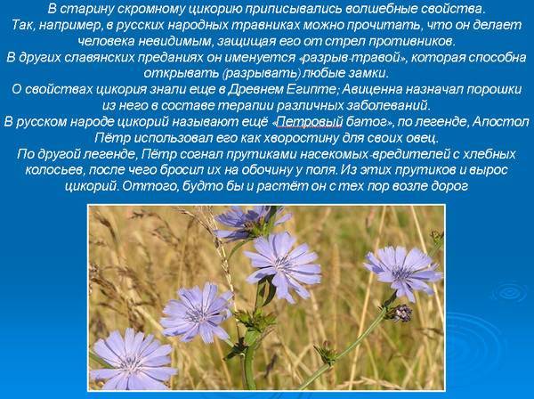 Ботаническое описание сортов и видов цикория, полезные свойства и противопоказания