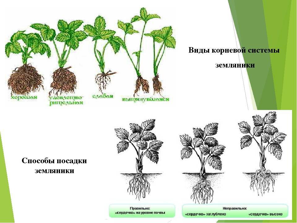 Клубника лорд схема посадки