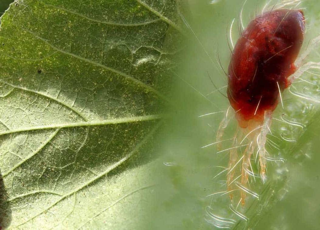 Как избавиться от паутинного клеща на комнатных растениях: советы