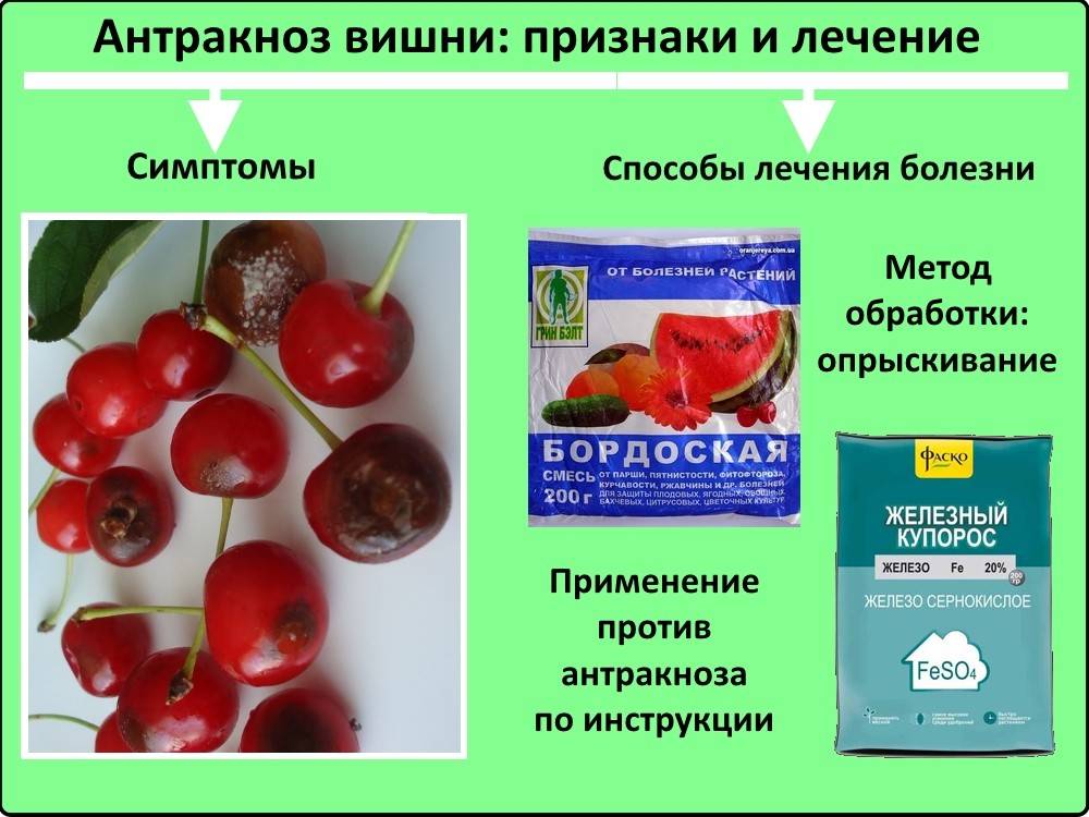 Монилиоз вишни: симптомы поражения, чем обработать плодовую гниль, препараты