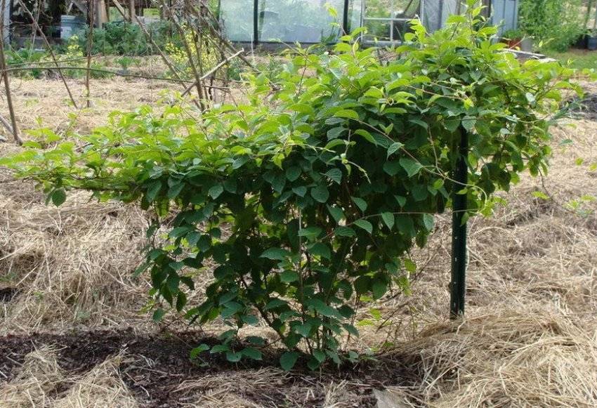 ✅ лимонник китайский: выращивание из семян, как вырастить в домашних условиях, посадка и уход - tehnoyug.com