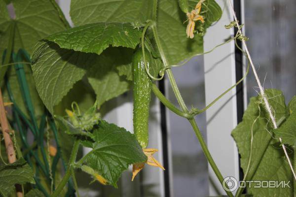 Огурцы балконное чудо f1: отзывы о выращивании дома на окне, фото семян седек, пошаговая инструкция посадки зимой на подоконнике