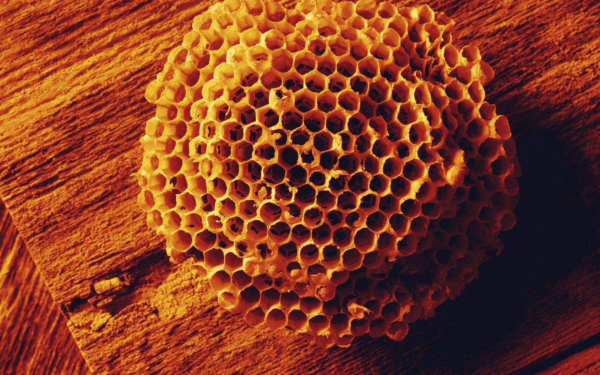 Соты пчелиные: применение, состав, полезные свойства
